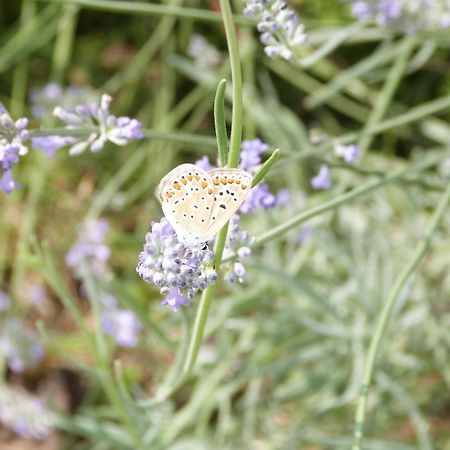 Gite Le Cherche Midi Gaillac Bagian luar foto